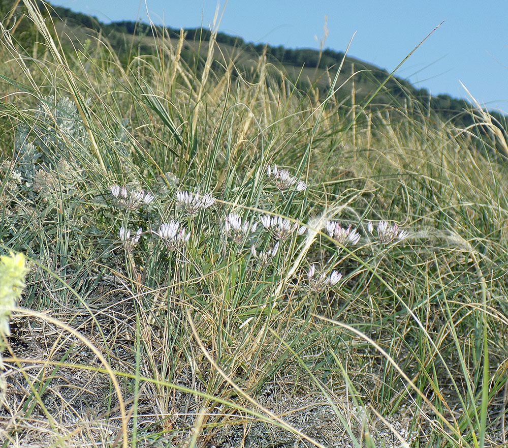 Image of Allium moschatum specimen.