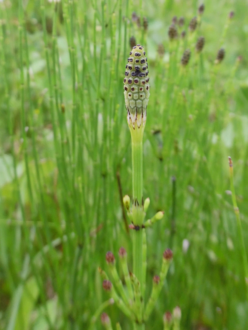 Изображение особи Equisetum palustre.