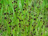 Juncus castaneus