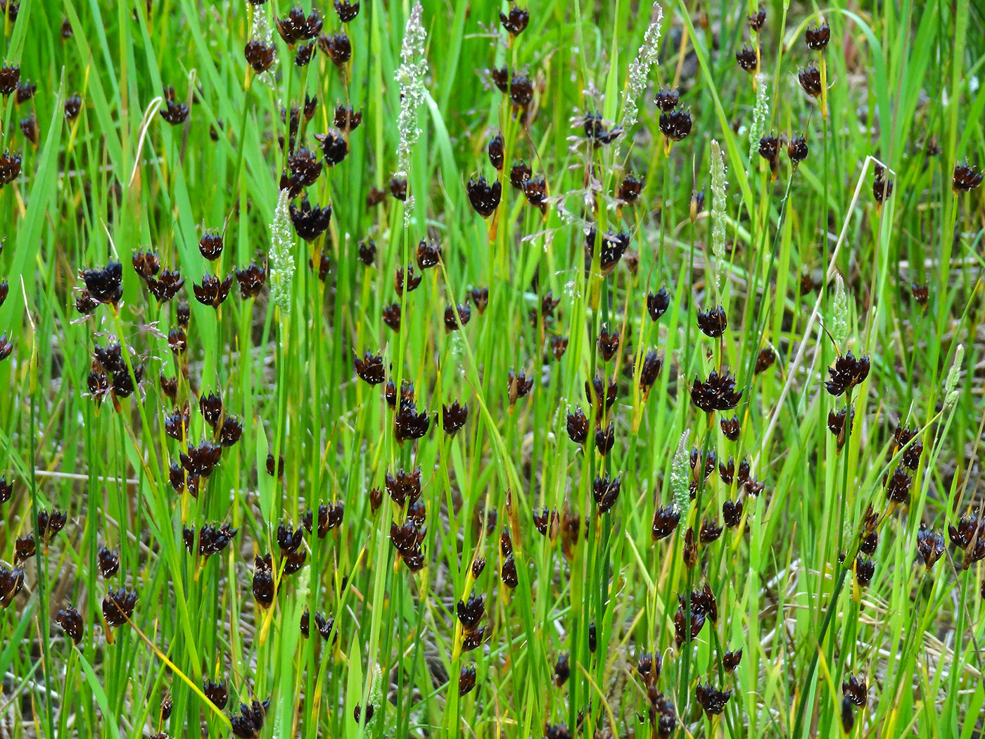 Image of Juncus castaneus specimen.