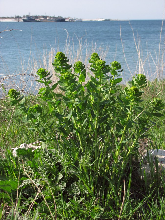 Image of Euphorbia agraria specimen.