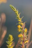 Orthanthella lutea