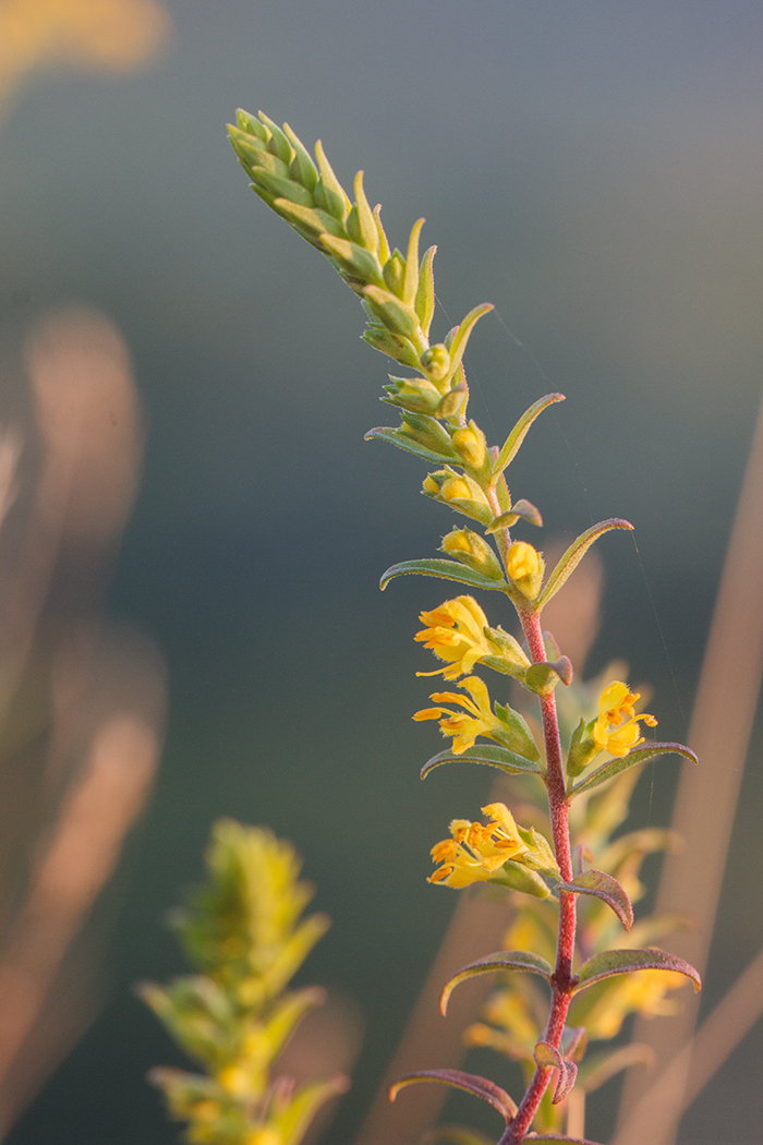 Изображение особи Orthanthella lutea.