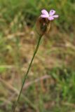 Petrorhagia prolifera. Верхушка цветущего растения. Украина, Закарпатская обл., Виноградовский р-н, окр. села Веряца, залежь. 21 июня 2010 г.