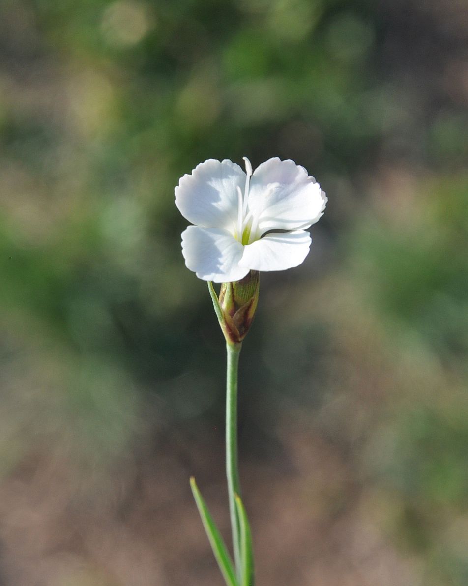 Изображение особи род Dianthus.