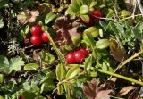 Vaccinium vitis-idaea