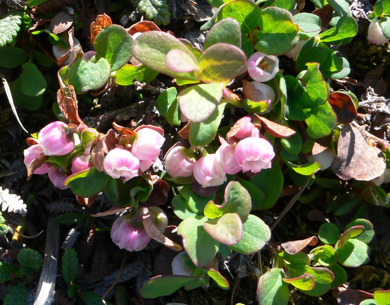 Image of Vaccinium uliginosum ssp. microphyllum specimen.