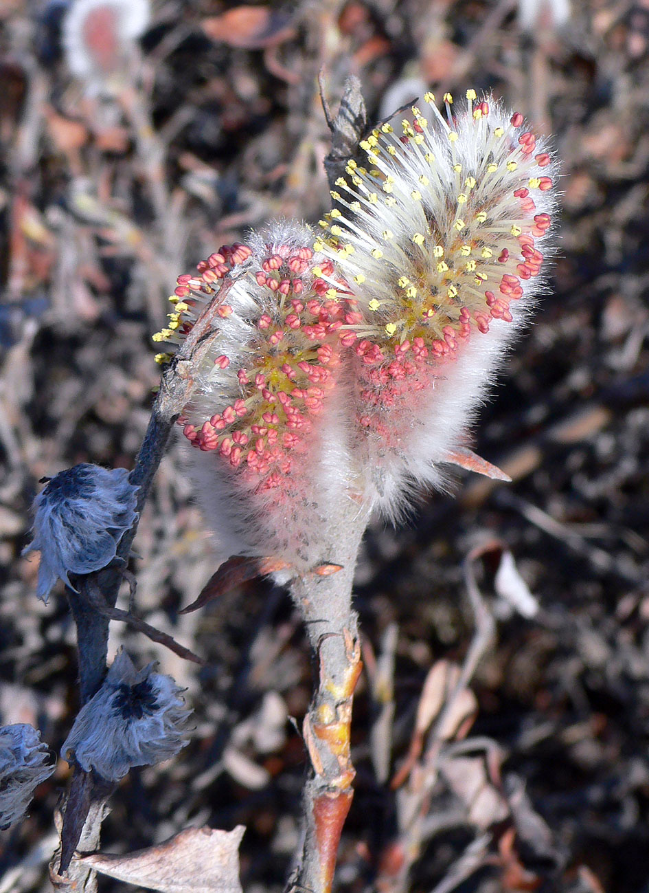 Image of genus Salix specimen.