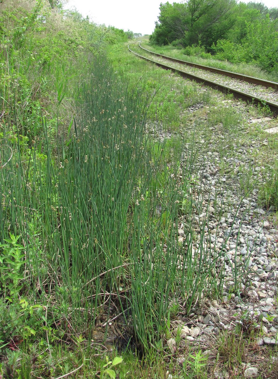 Image of Schoenoplectus tabernaemontani specimen.