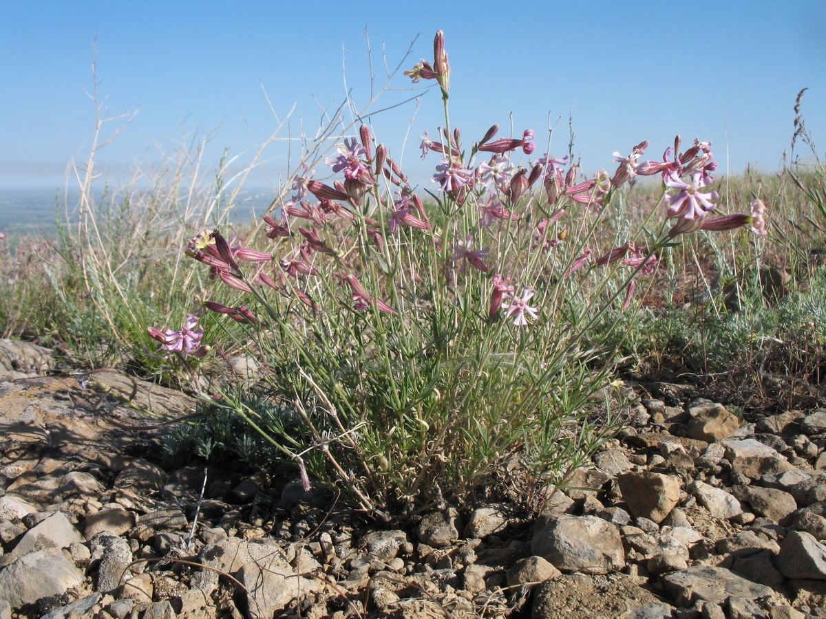 Изображение особи Silene brahuica.