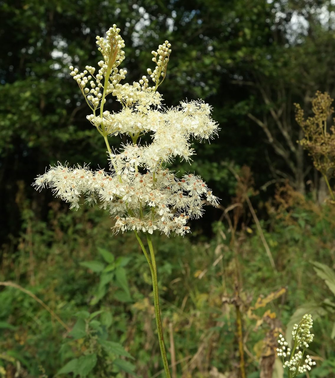 Image of Filipendula ulmaria specimen.