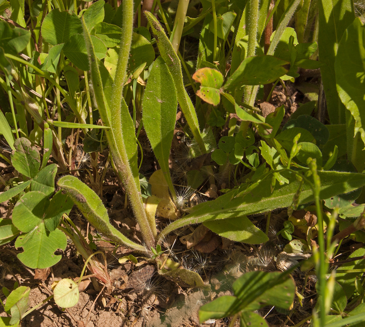 Image of Pilosella cymosa specimen.