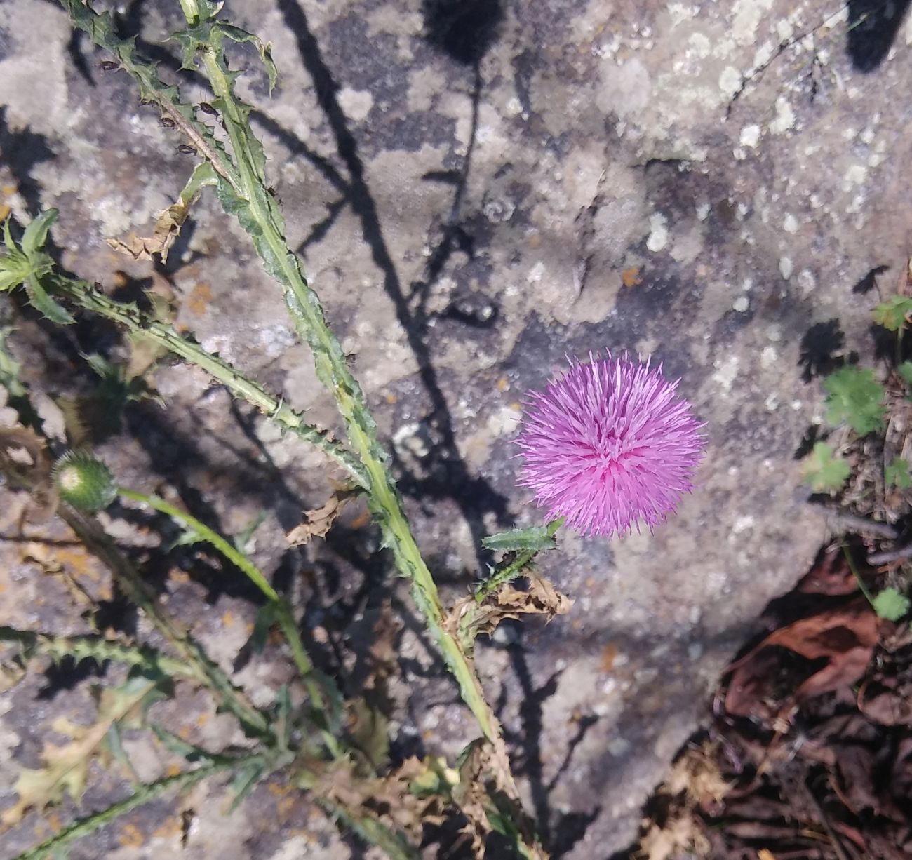 Image of genus Carduus specimen.