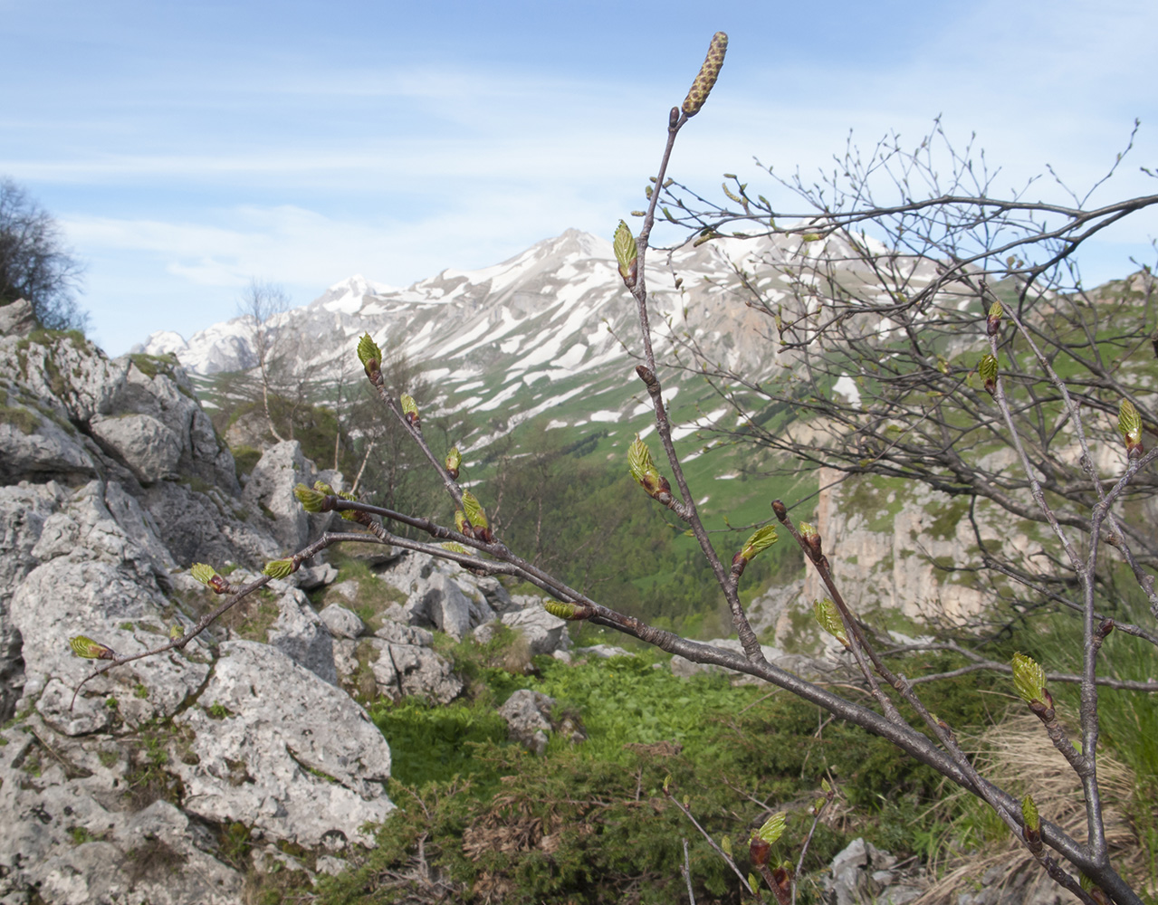 Изображение особи Betula pendula.