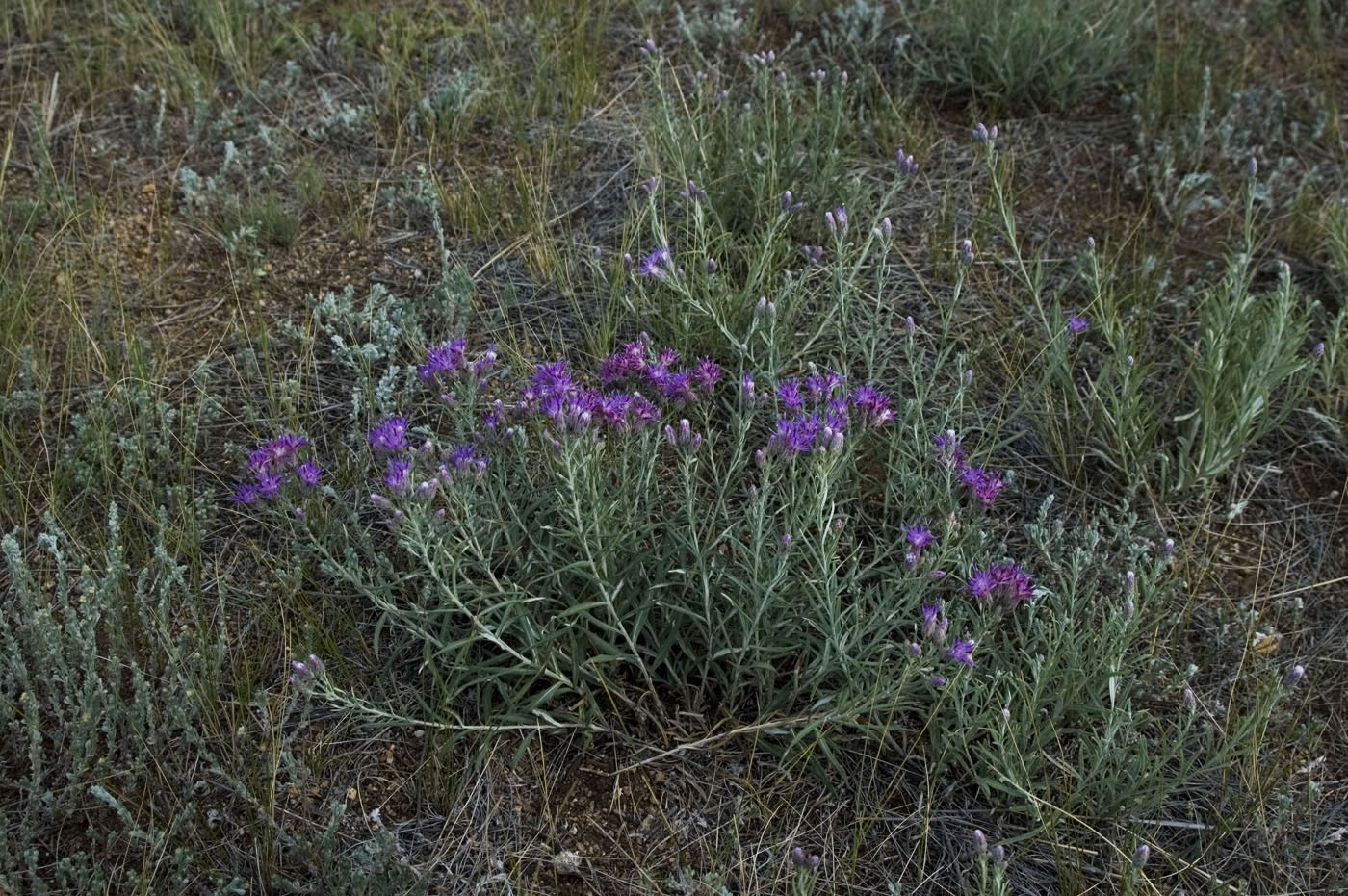 Image of Saussurea salicifolia specimen.