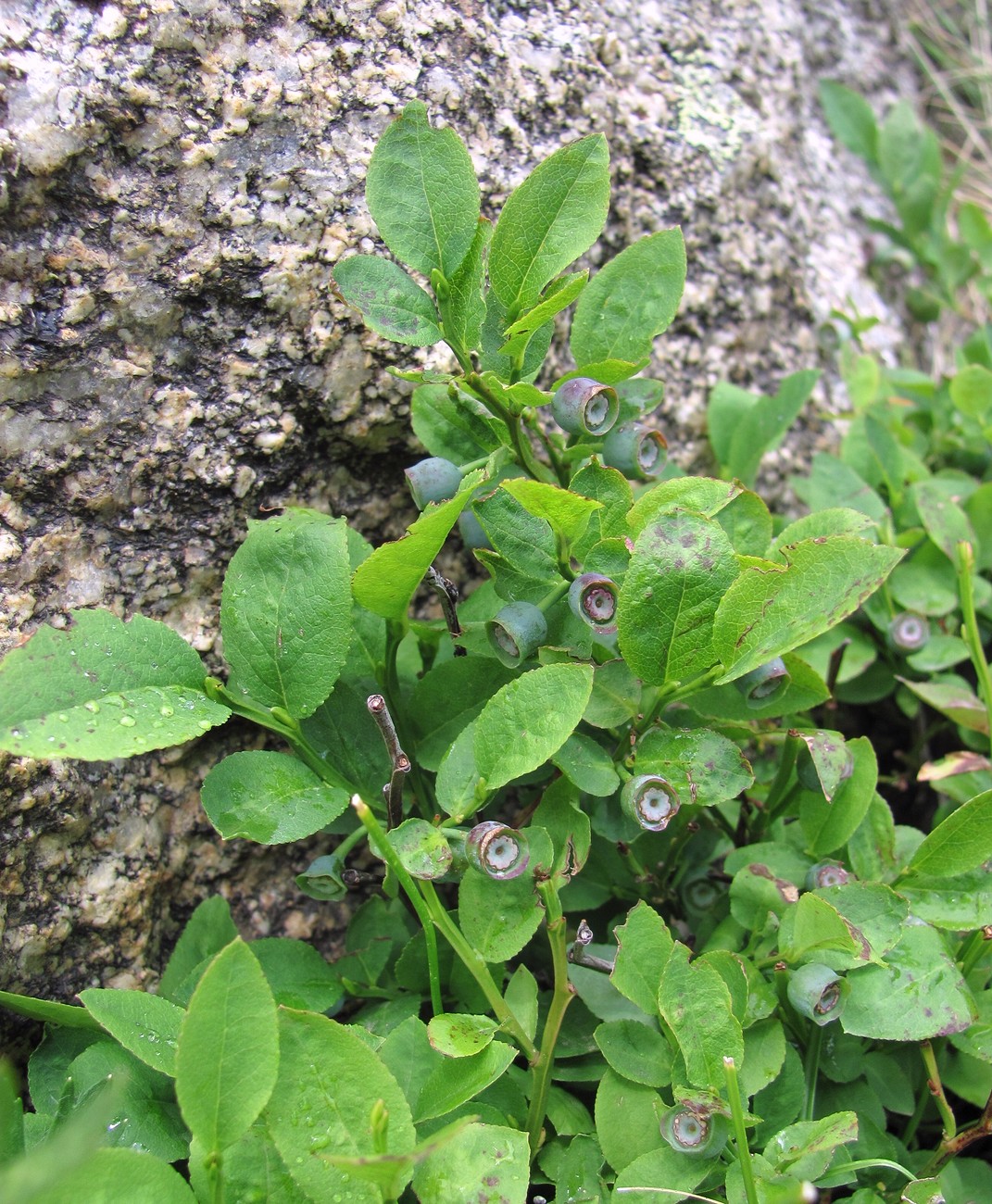 Изображение особи Vaccinium myrtillus.