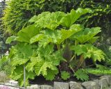 Gunnera manicata