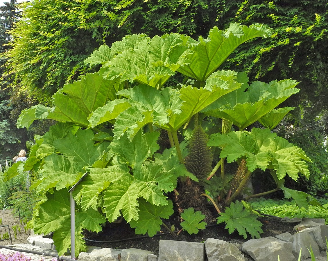 Изображение особи Gunnera manicata.