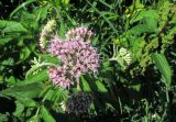 Eupatorium cannabinum. Верхушка цветущего растения. Германия, г. Heidelberg, гора Heiligenberg, выс. 439 м н.у.м., амфитеатр. 01.08.2012.