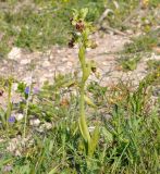 Ophrys flavomarginata