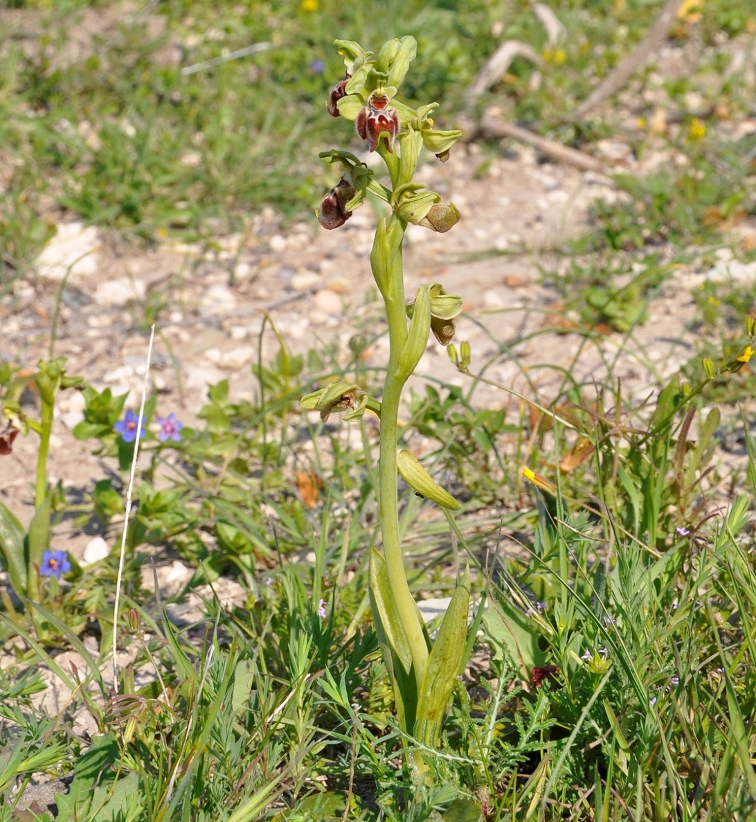 Изображение особи Ophrys flavomarginata.