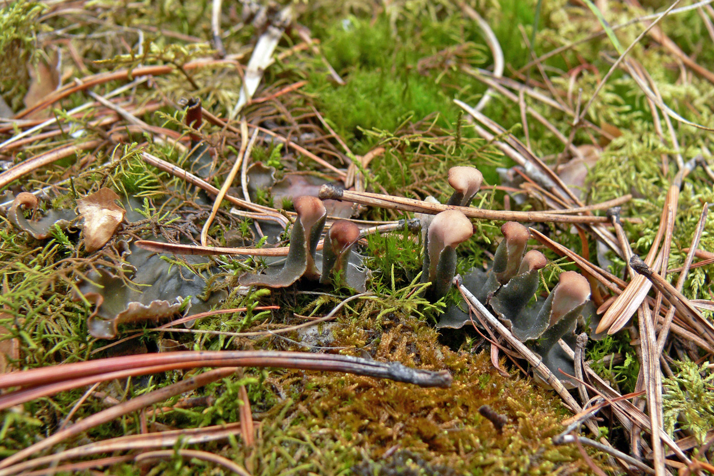 Image of Peltigera membranacea specimen.