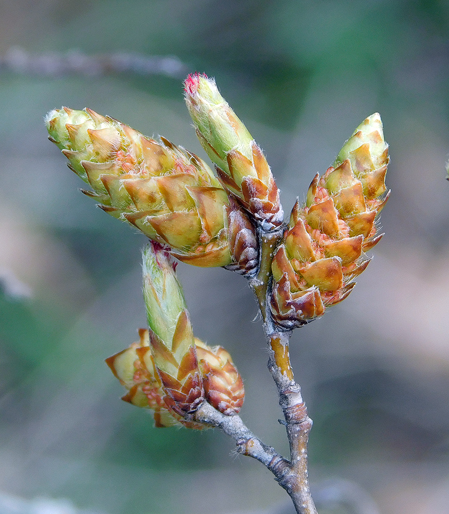 Изображение особи Carpinus orientalis.