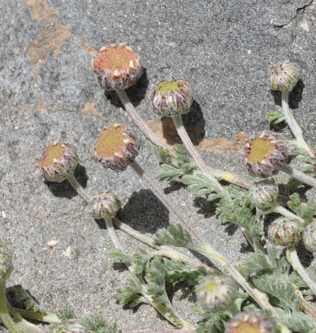 Image of Anthemis plutonia specimen.