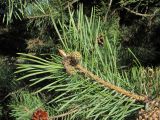 Pinus sylvestris подвид hamata. Верхушка ветви с шишками; некоторые хвоинки с поражениями. Дагестан, Левашинский р-н, окр. с. Леваши, хр. Куркурах, ок. 1300 м н.у.м., склон. 26.04.2019.