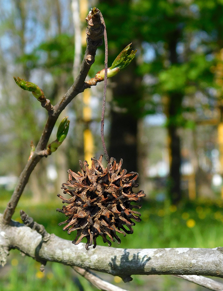 Image of Liquidambar styraciflua specimen.