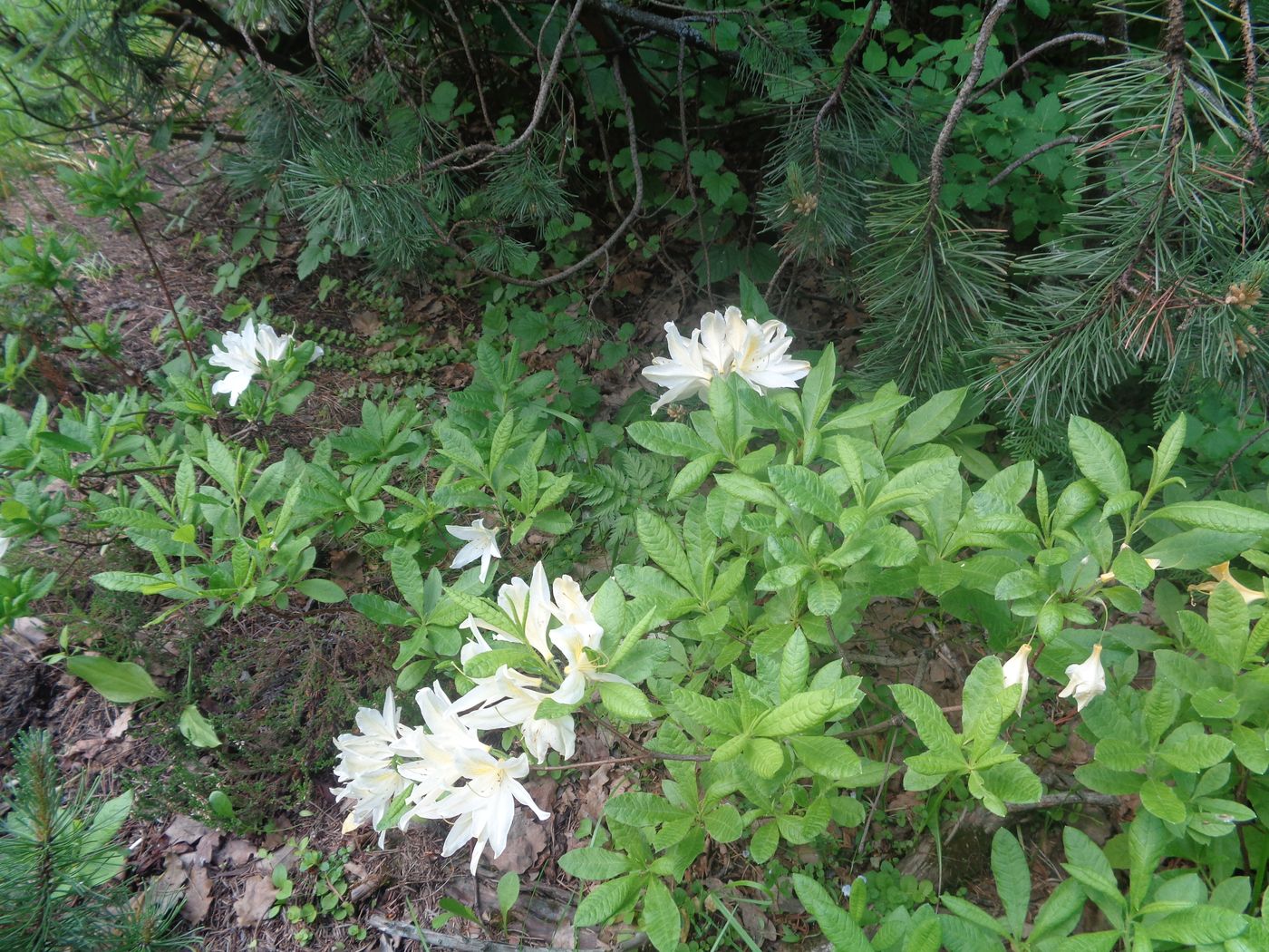 Изображение особи род Rhododendron.