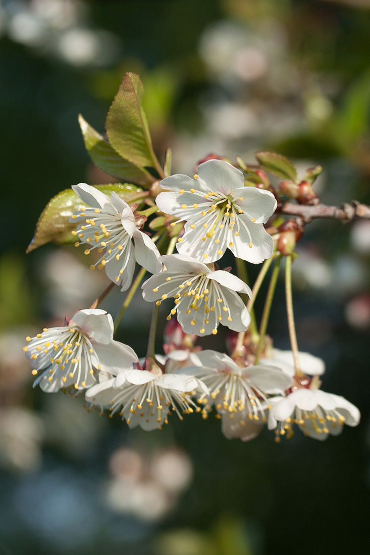 Изображение особи Cerasus vulgaris.