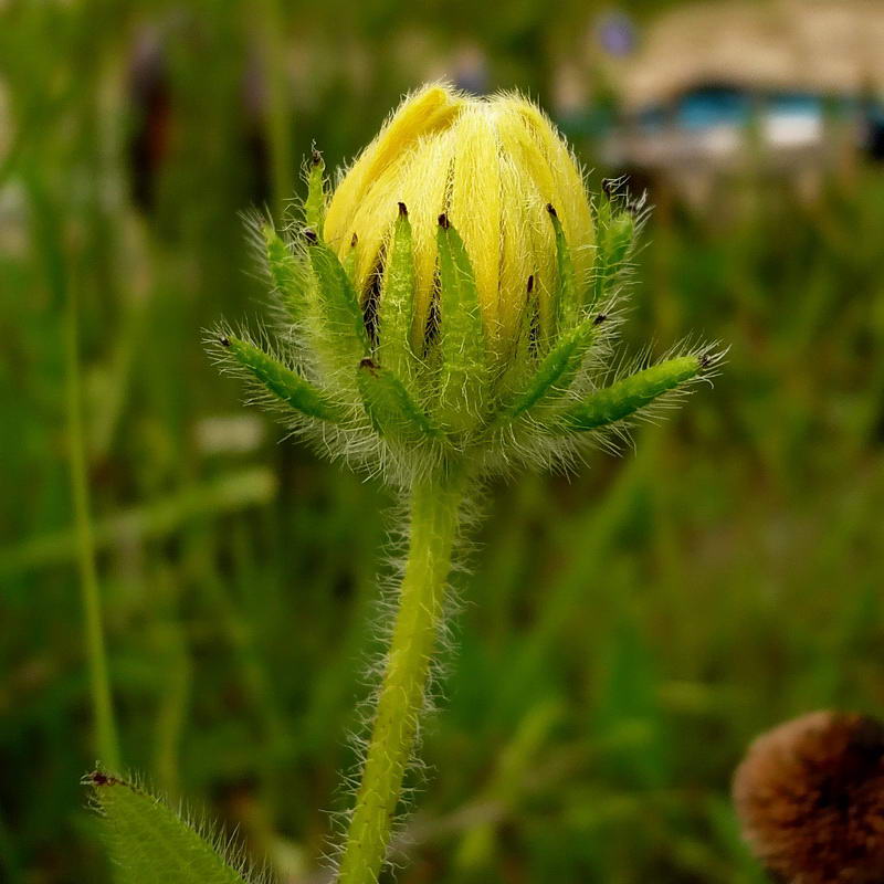 Image of Rudbeckia hirta specimen.