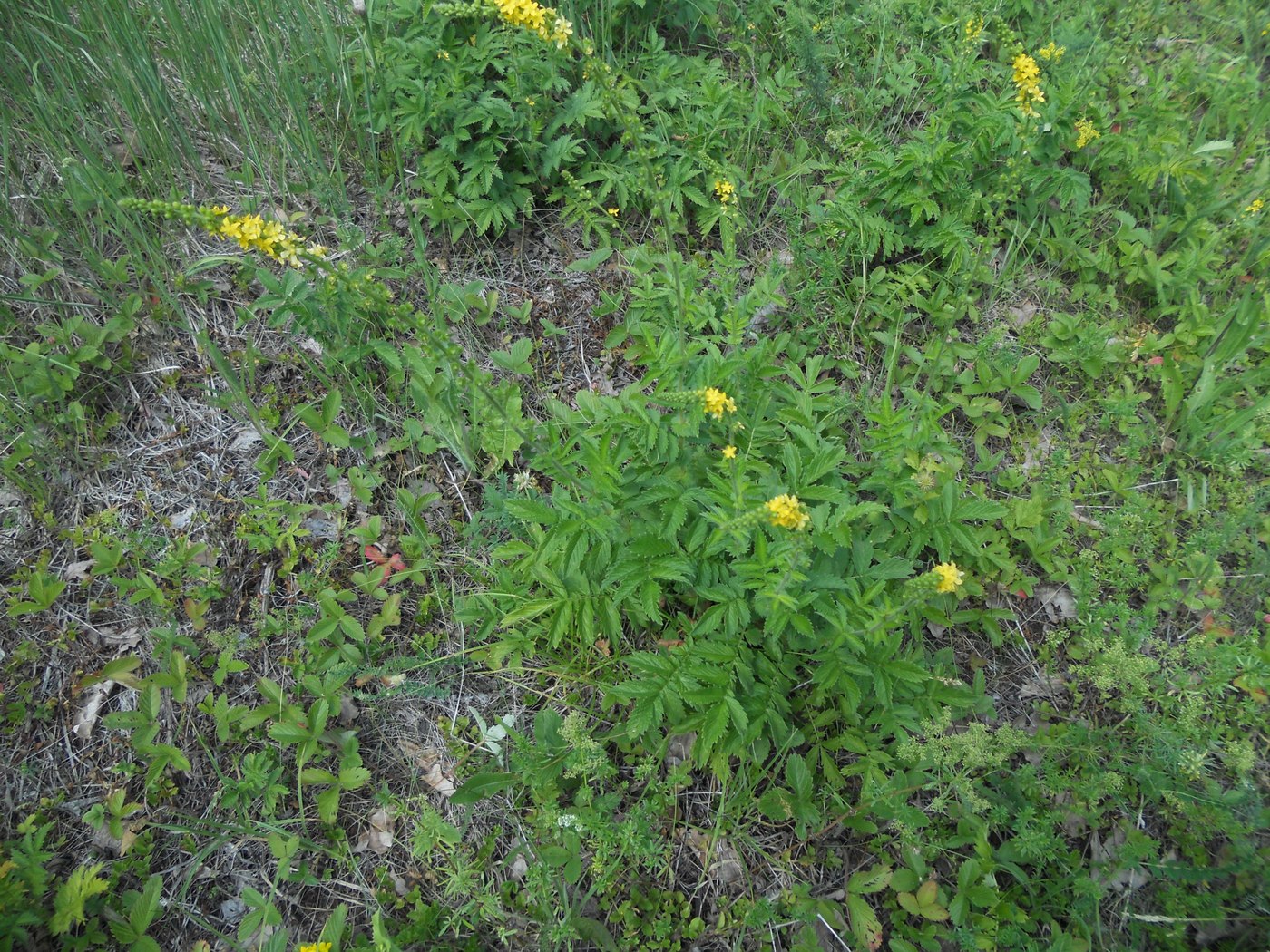 Image of Agrimonia eupatoria specimen.