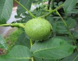 Juglans regia