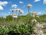 Aster serpentimontanus. Цветущие растения. Казахстан, Калбинский Алтай, окр. пер. Таргын, степная поляна в сосновом редколесье на выходах гранитов. 21 июня 2019 г.