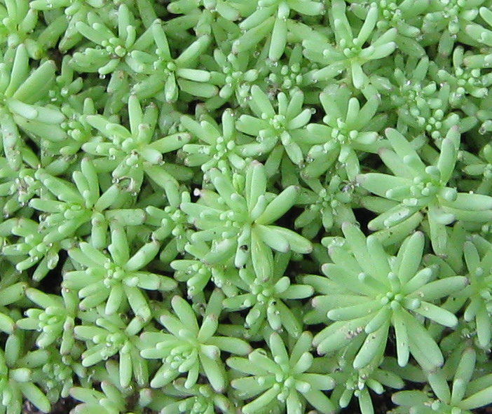 Image of Sedum pallidum ssp. bithynicum specimen.
