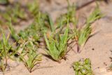 Parapholis marginata