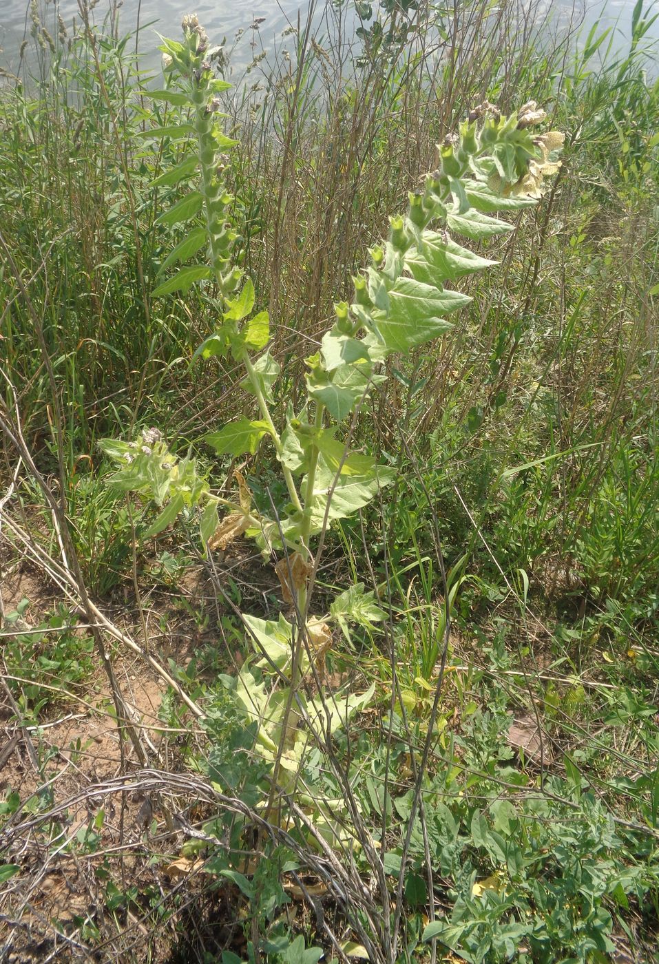 Изображение особи Hyoscyamus niger.