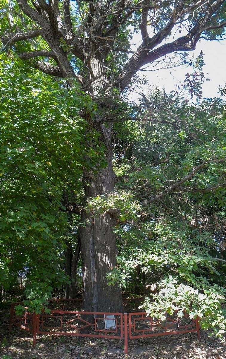 Image of Quercus robur specimen.