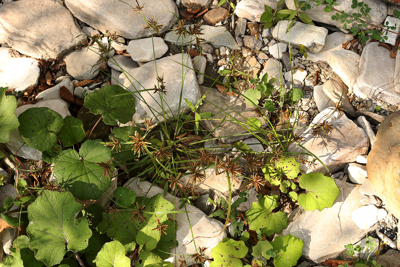 Image of genus Cyperus specimen.