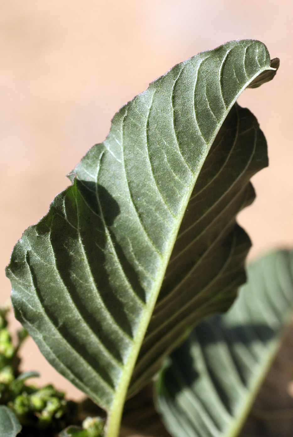 Изображение особи Amaranthus blitum.