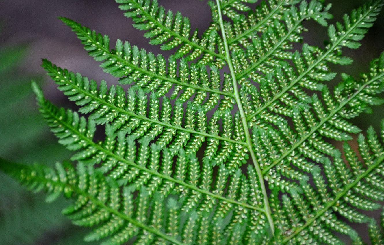 Изображение особи Athyrium filix-femina.