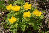 Trollius ranunculinus