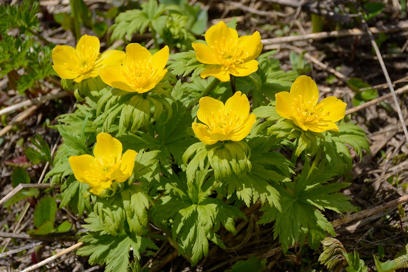 Изображение особи Trollius ranunculinus.