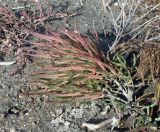 Salicornia procumbens. Растение на глиняно-ракушечном субстрате. Азовское море, коса Камышеватская. 06.11.2019.