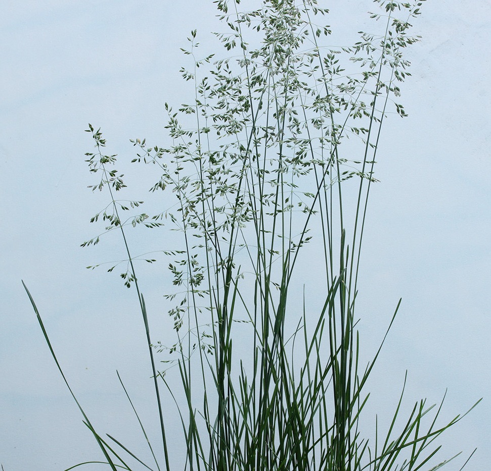 Image of genus Poa specimen.