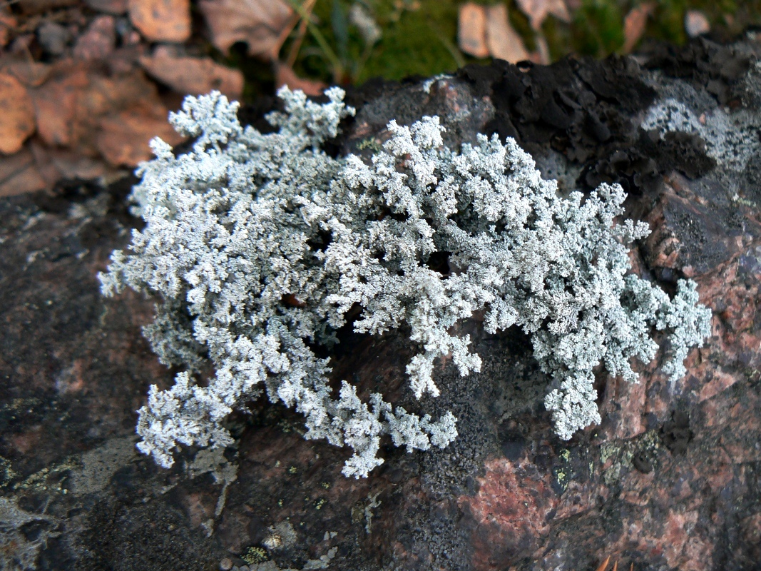 Изображение особи Stereocaulon alpinum.