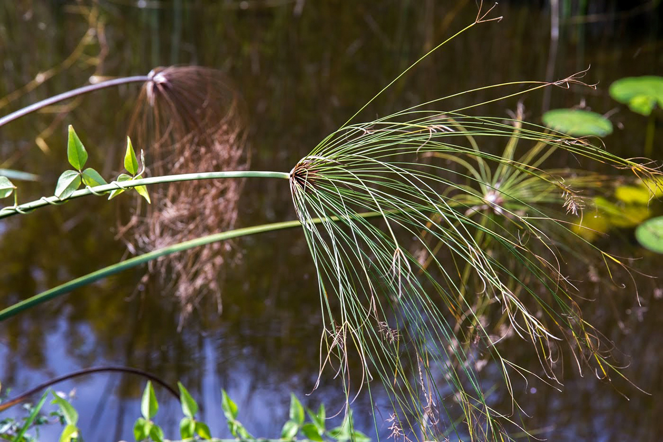 Изображение особи Cyperus papyrus.