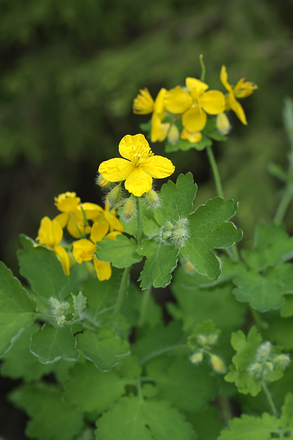 Image of Chelidonium majus specimen.